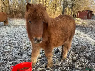 hästar Söt shettis sto söker nytt hem - Annons 16