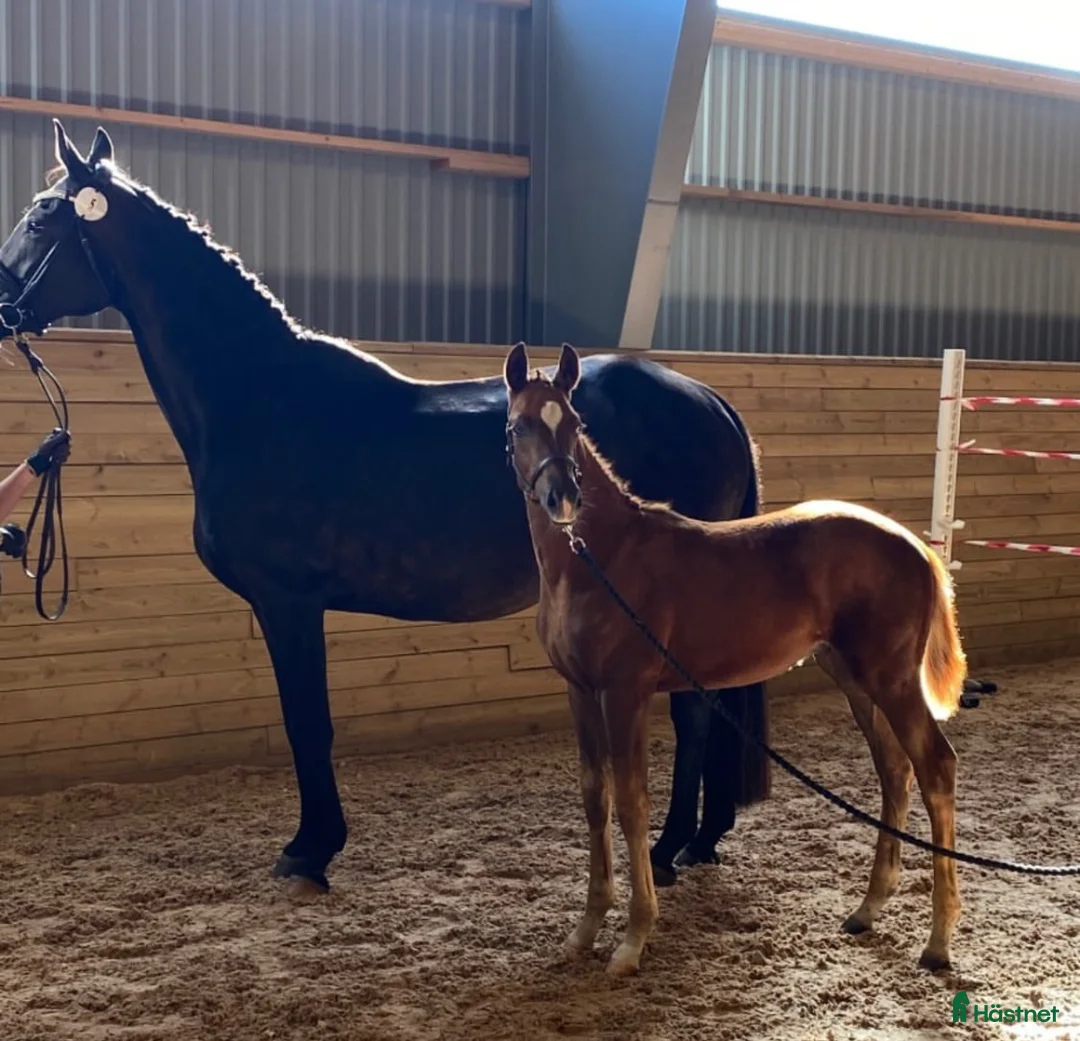 Dressyr hästar till salu: Uttrycksfull hingst med meriterat möderne - Annons 4
