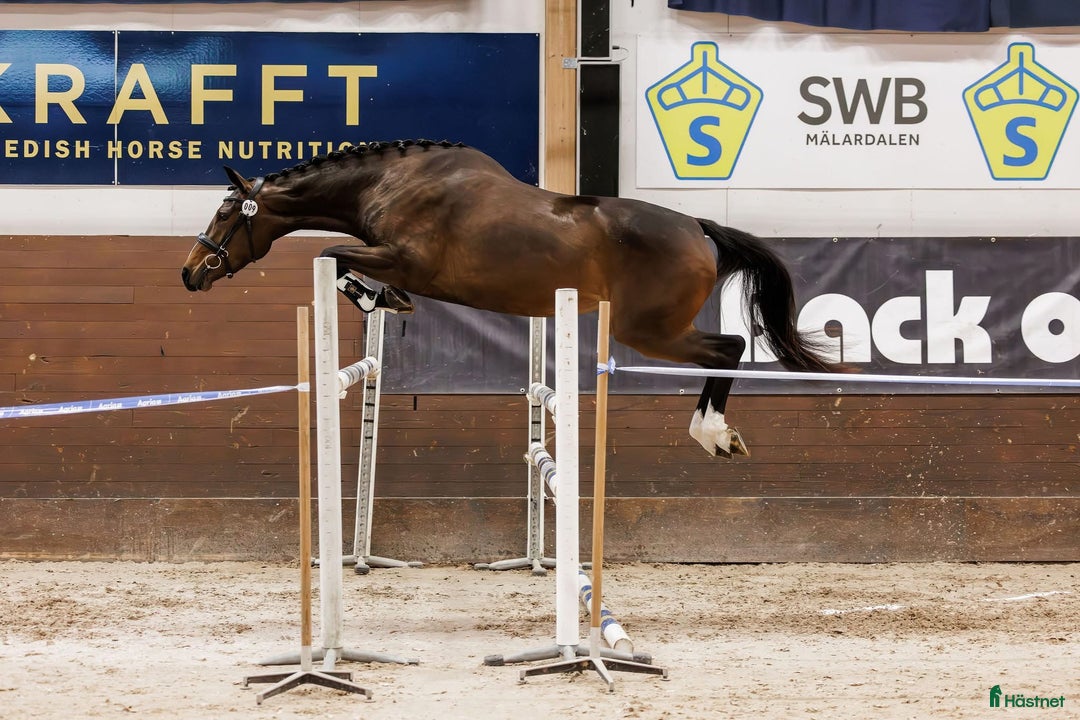 Allround hästar till salu: Lovande 3-åring med stort hjärta i Västerås - Annons 1