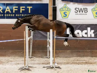 hästar Lovande 3-åring med stort hjärta i Västerås - Annons 15