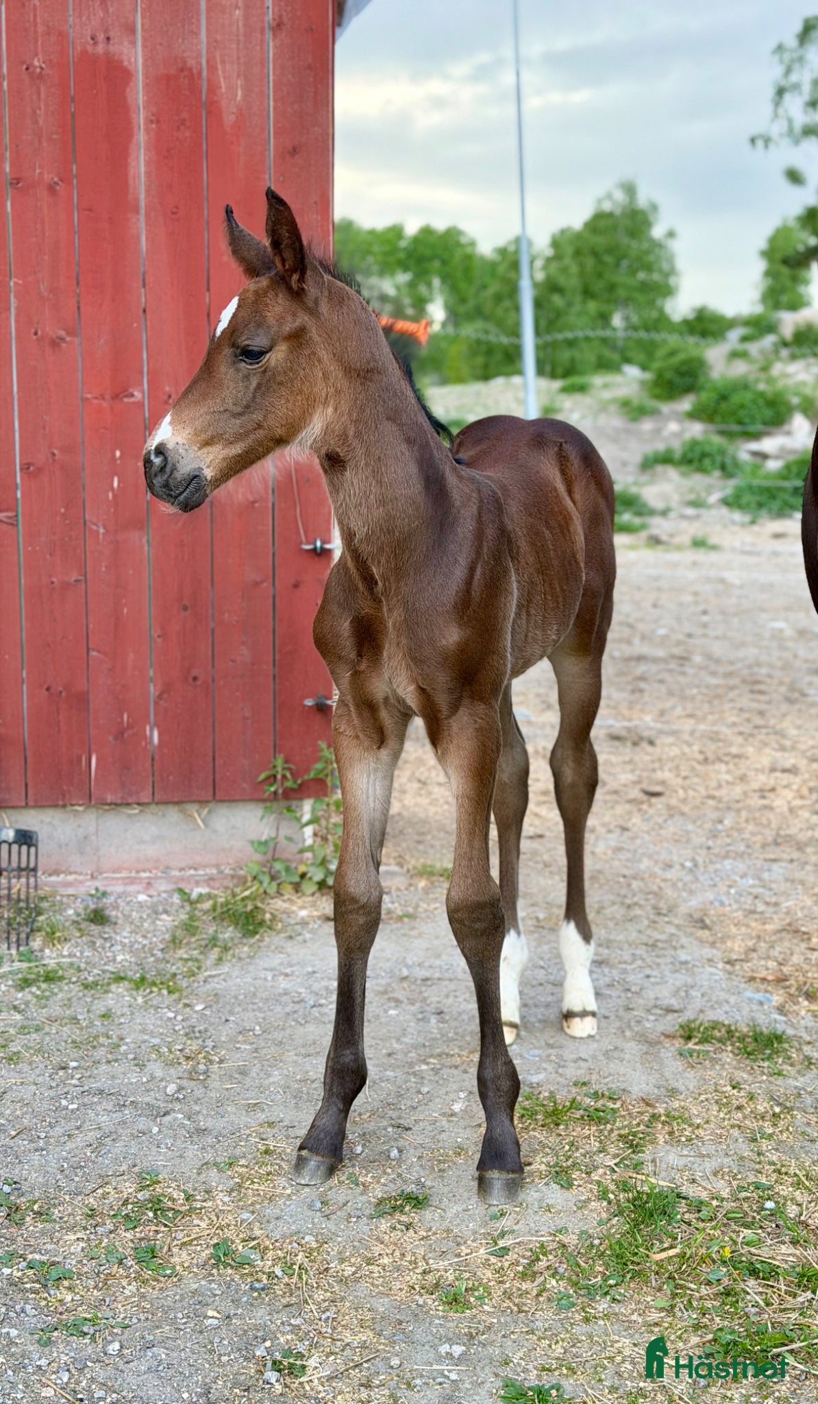  hästar Fälttävlan eller hoppning 🐎 - Annons 1