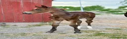 Fälttävlan hästar till salu: Fälttävlan eller hoppning 🐎 - Annons 2