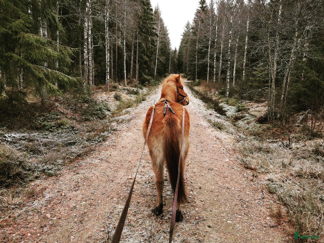 Övrigt hästar till salu: 9-årigt russ utlånas/säljes i Eskilstuna - Annons 5