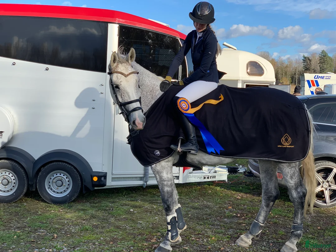 Allround hästar till salu: Once in a lifetime sto, hem viktigare än pris - Annons 2