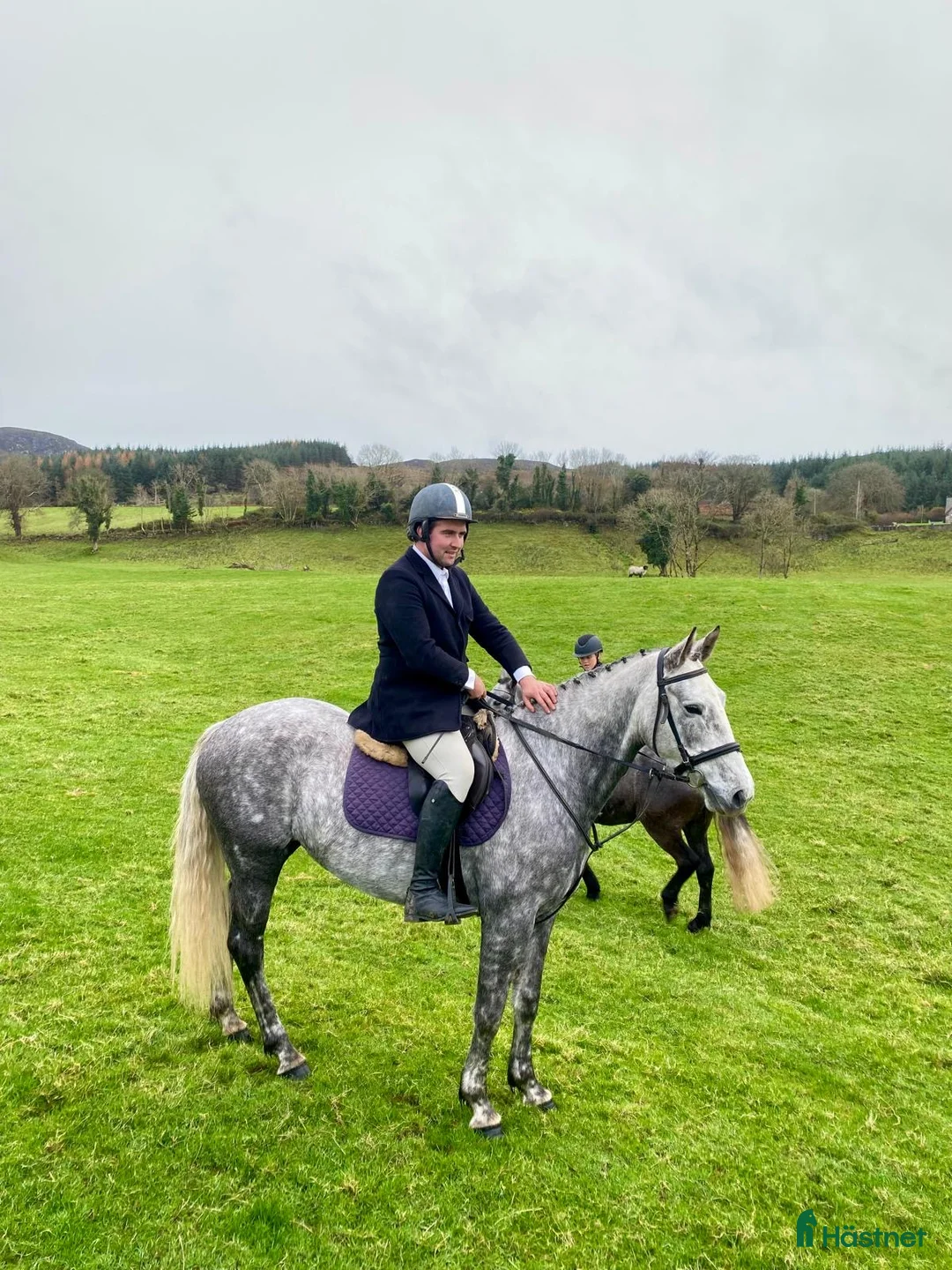 Allround hästar till salu: Allrounder horses i Ljungby - Annons 2