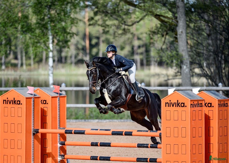  hästar Lyxig allroundhäst - Annons 15