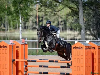 hästar Lyxig allroundhäst - Annons 14