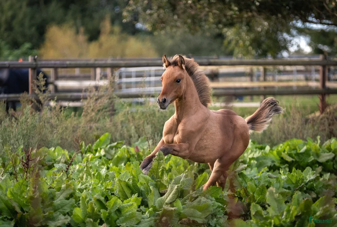 Avelshästar hästar till salu: Toppstammat dressyrföl säljes - Annons 1
