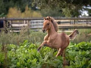 hästar Toppstammat dressyrföl säljes - Annons 1