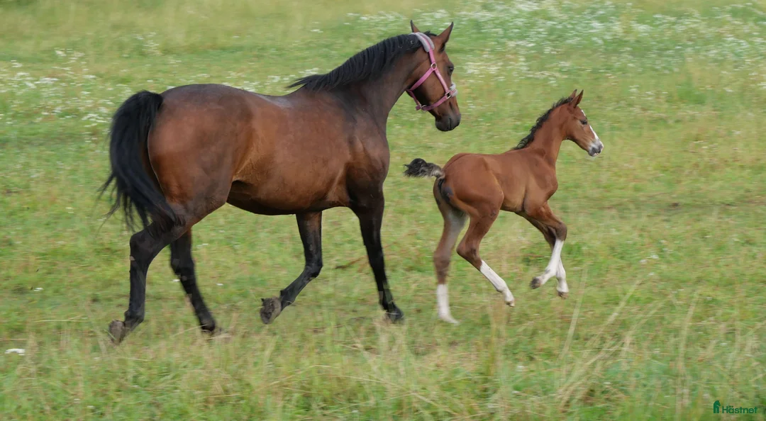 Allround hästar till salu: Snygg blivande dubbeltalang avlad för hållbarhet  i Kristinehamn - Annons 7