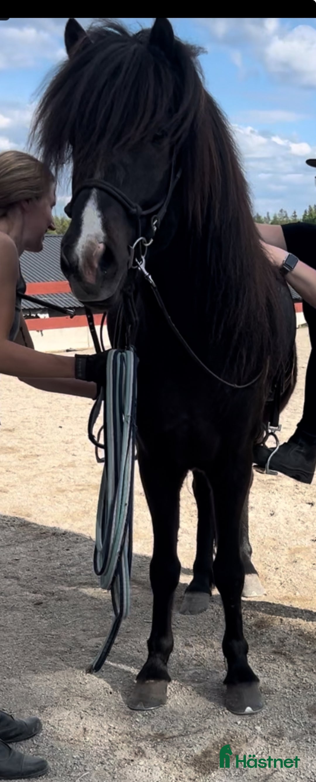 Island hästar till salu: Trevlig och rolig valack  i Kumla - Annons 4