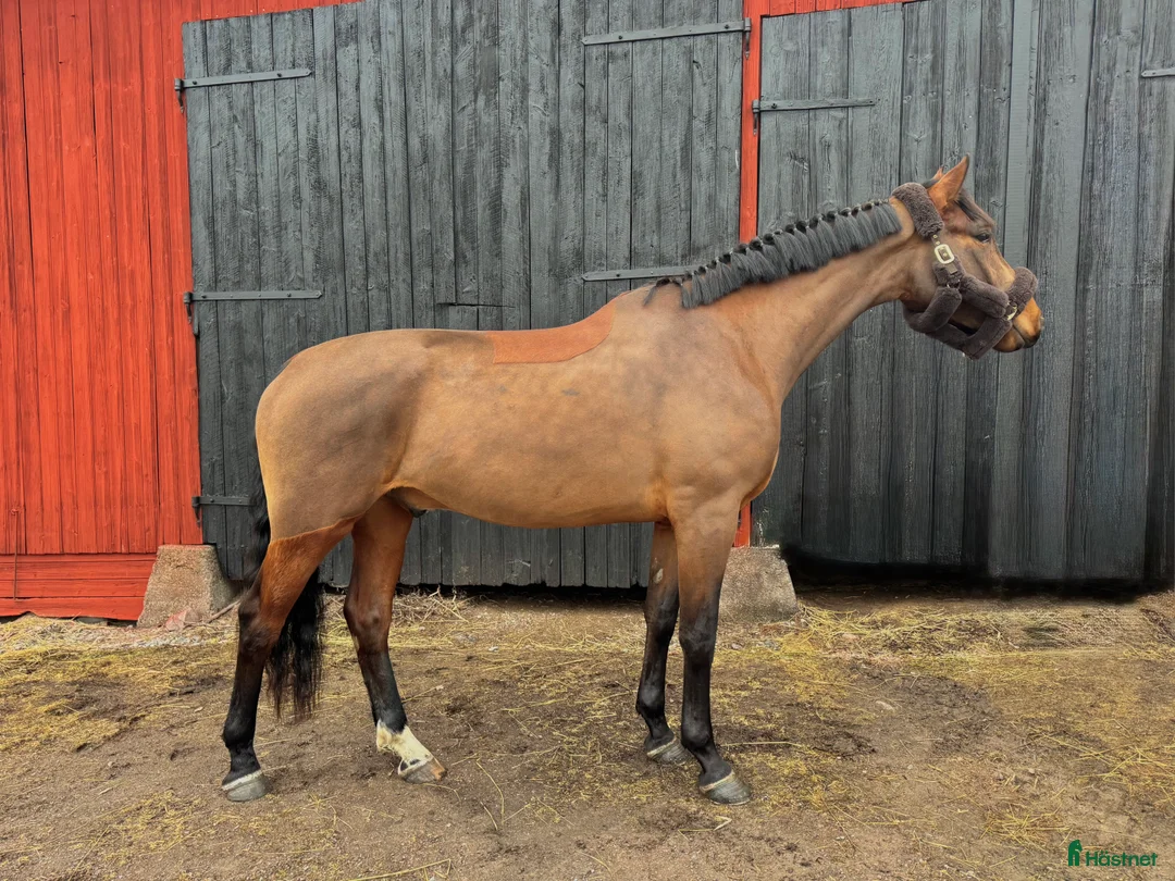 Hoppning hästar till salu: Häst för alla dicipliner!  - Annons 2