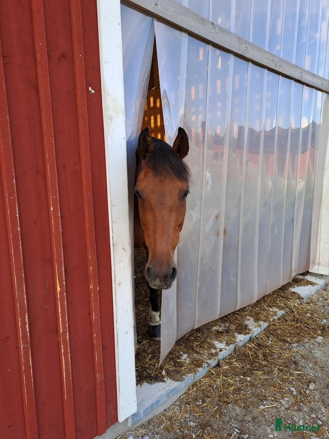  stallplats finnes: Lösdrift Häst - ung som gammal - blandflock i Bro - Annons 6