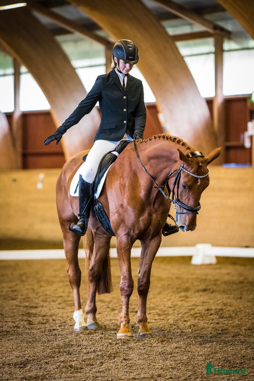 Allround hästar till salu: Ambitiös, välriden valack med kapacitet i Alingsås - Annons 2