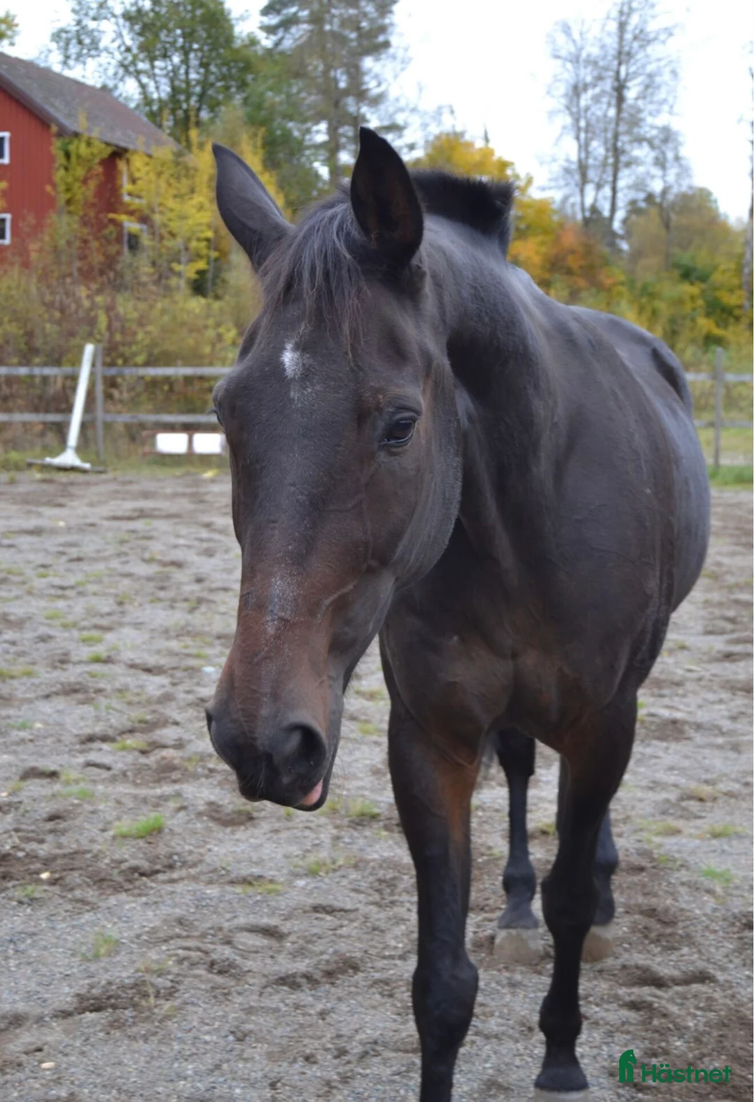 Allround hästar till salu: Skogshäst/ Markarbete  - Annons 2
