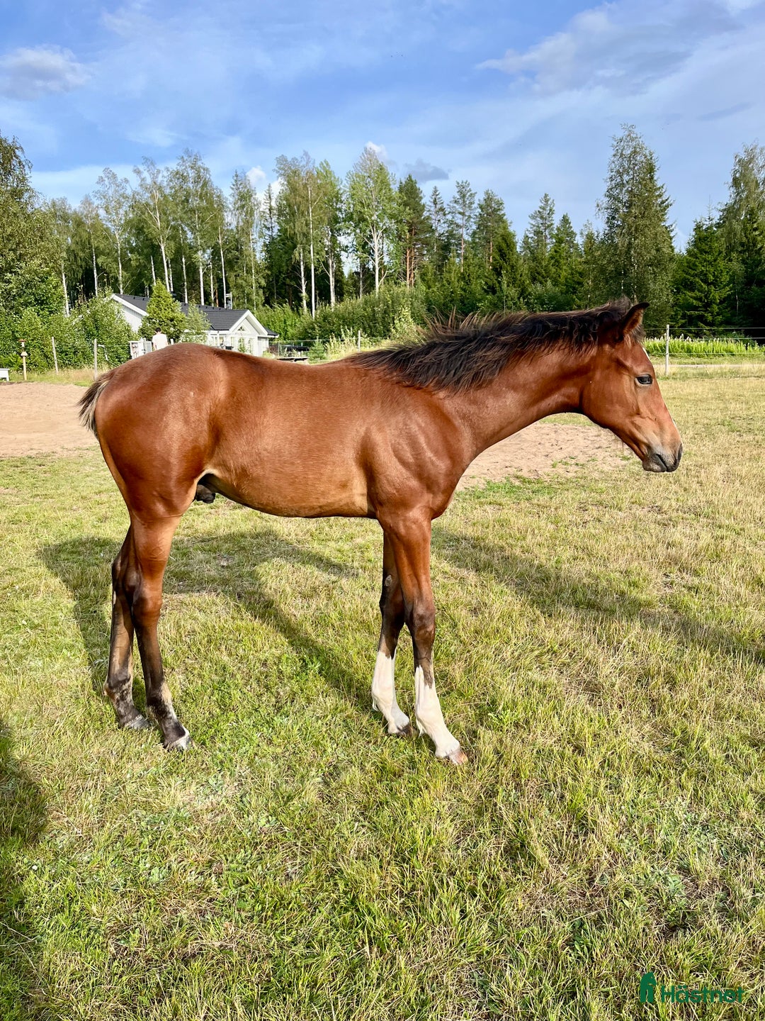 Hoppning hästar till salu: Fantastiskt föl i Årsunda - Annons 4