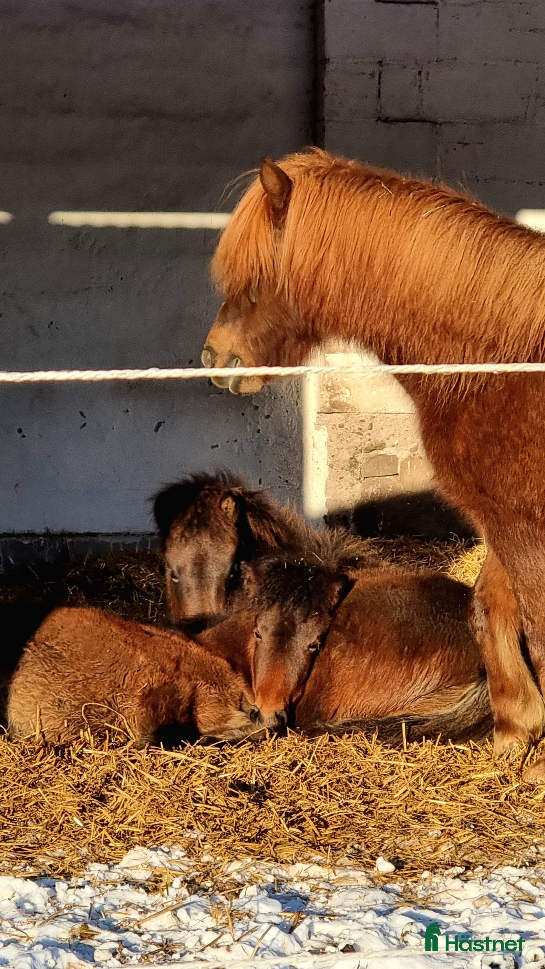  stallplats finnes: Stoflock i Almunge, Uppsala i Almunge - Annons 3