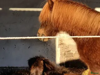 stallplats finnes: Stoflock i Almunge, Uppsala i Almunge - Annons 3