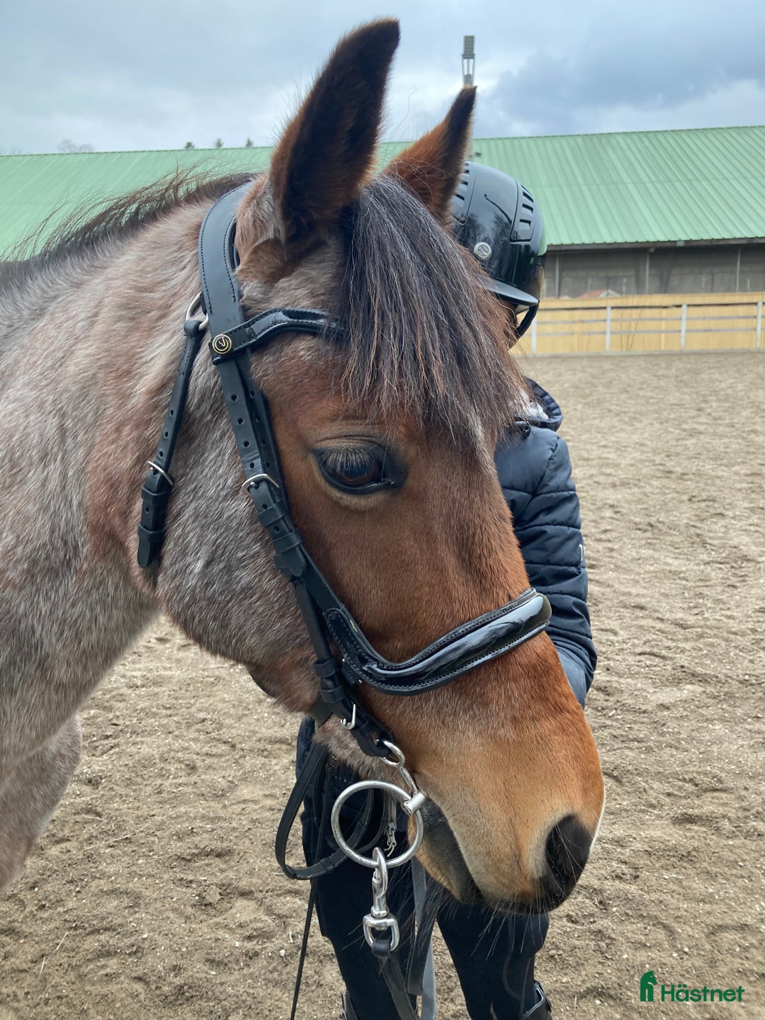 Allround hästar till salu: Trygg bästa vän! i Åkersberga - Annons 6