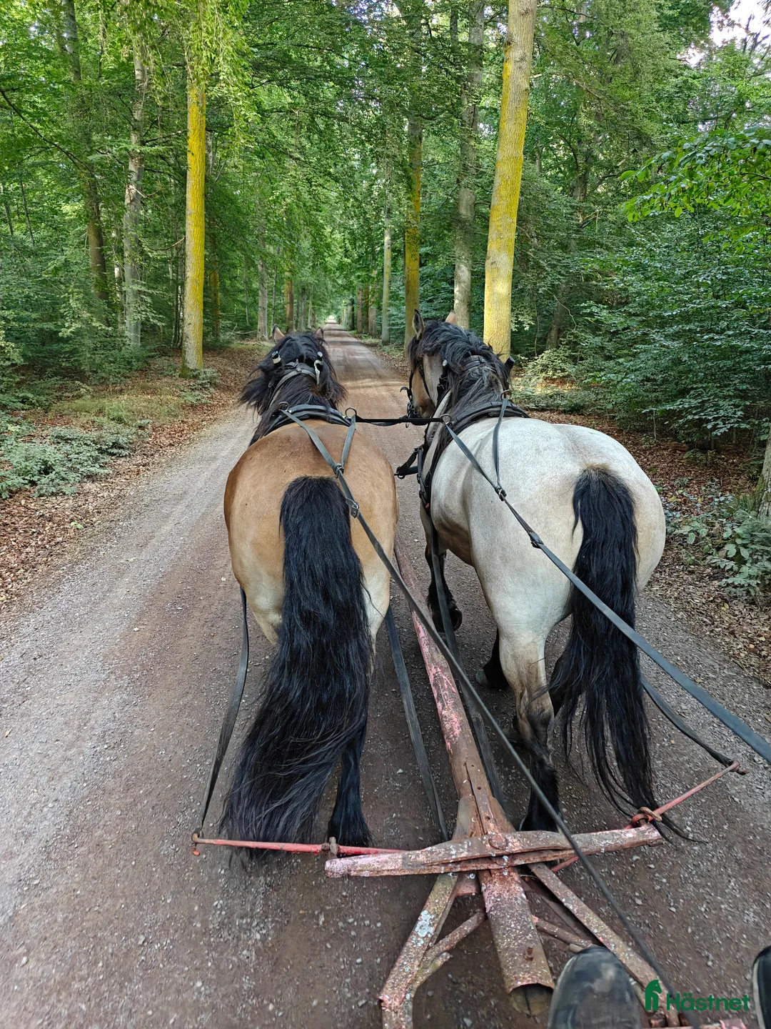  hästjobb finnes: Kusk till Remmalagen Visingsö sommarsäsongen 2026 i Visingsö - Annons 2