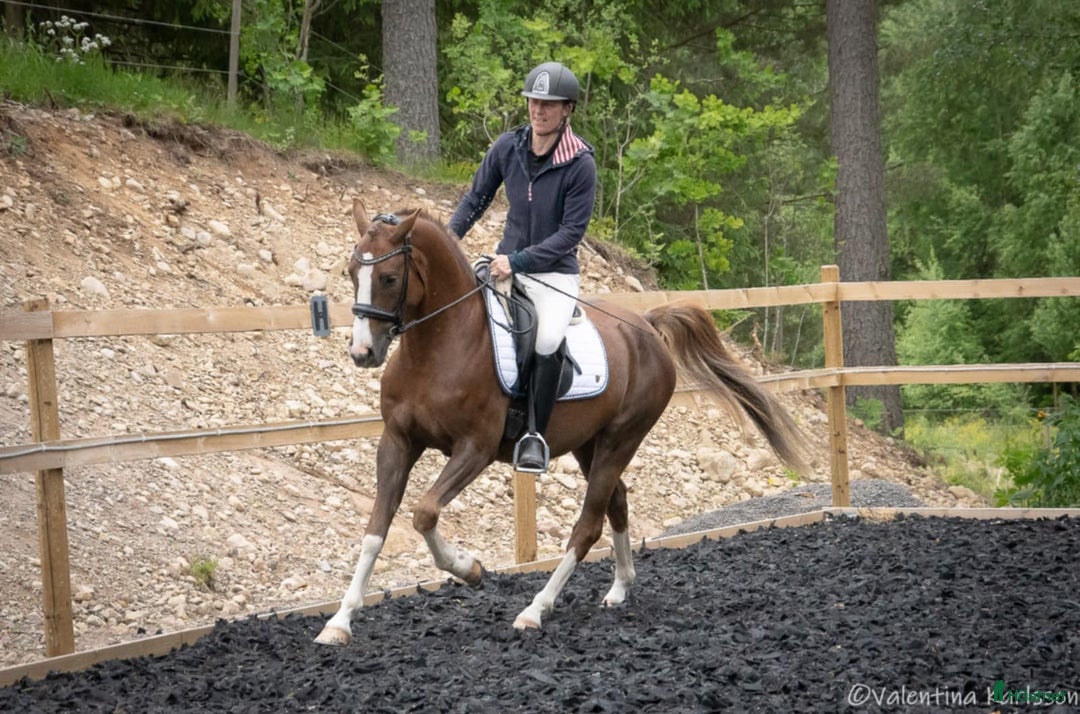 Dressyr hästar till salu: Lovande 4-åring i Vimmerby - Annons 3