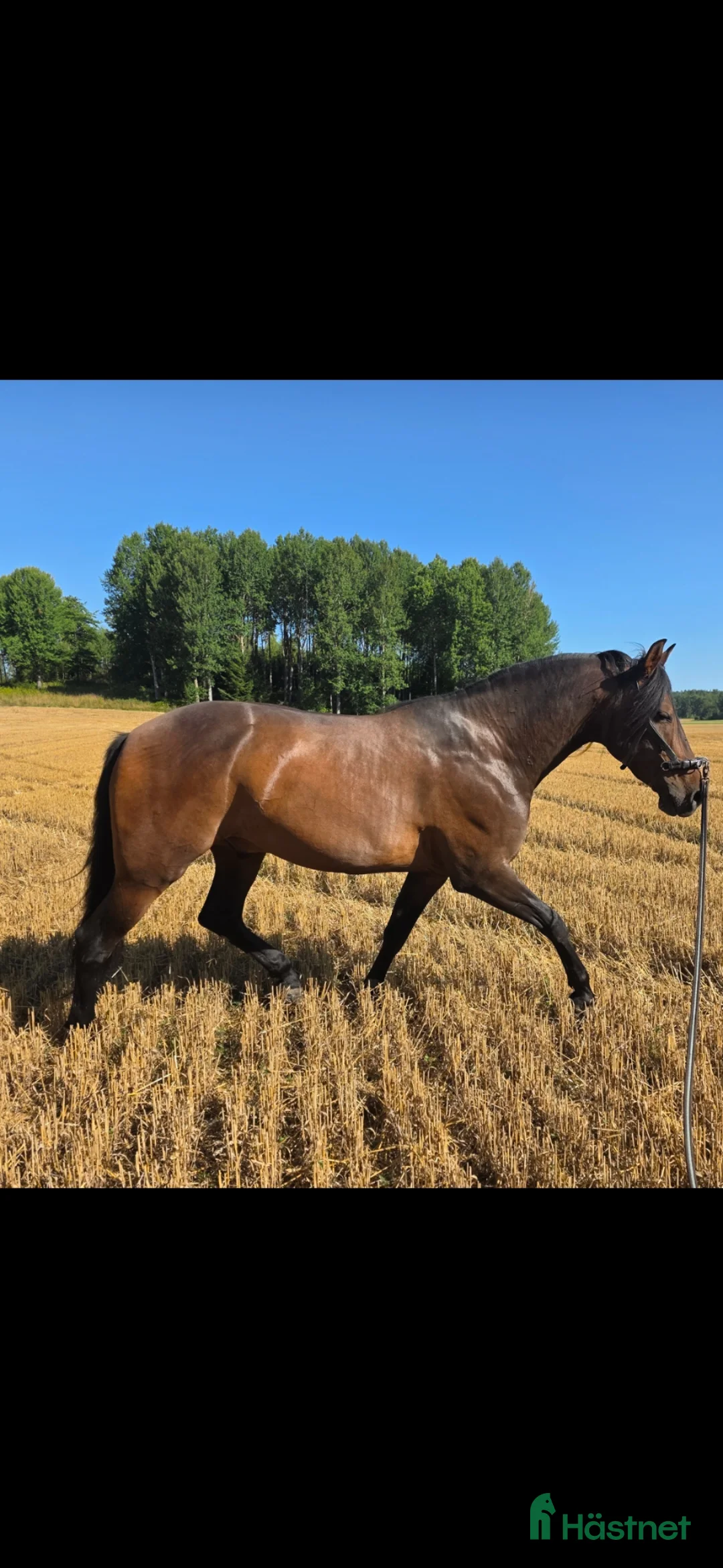 Akademiskt hästar till salu: Pre valack  - Annons 2