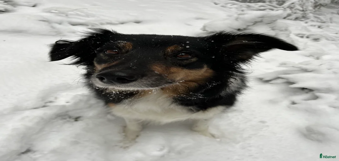 Galleribild {{count}}