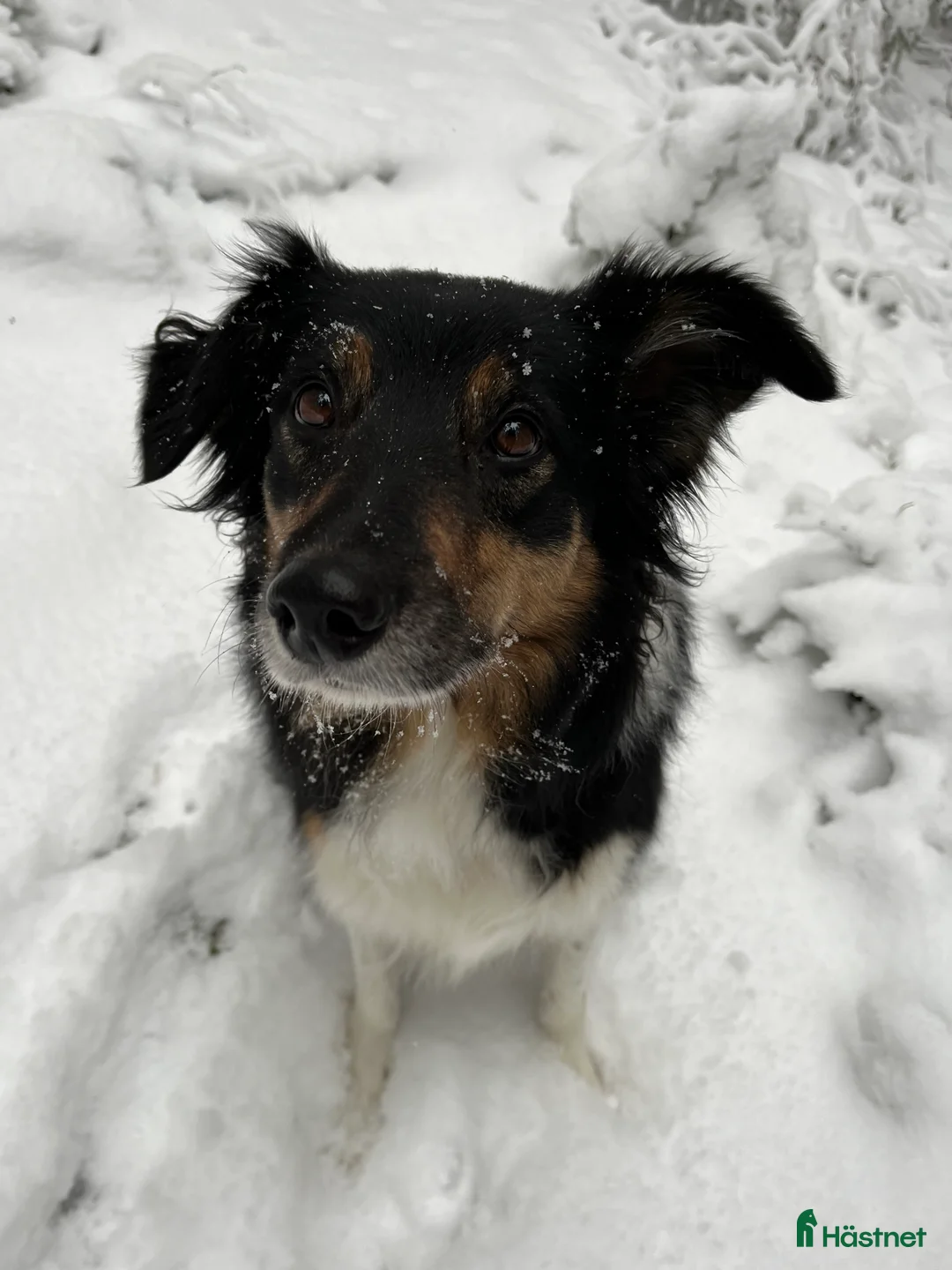 Galleribild {{count}}