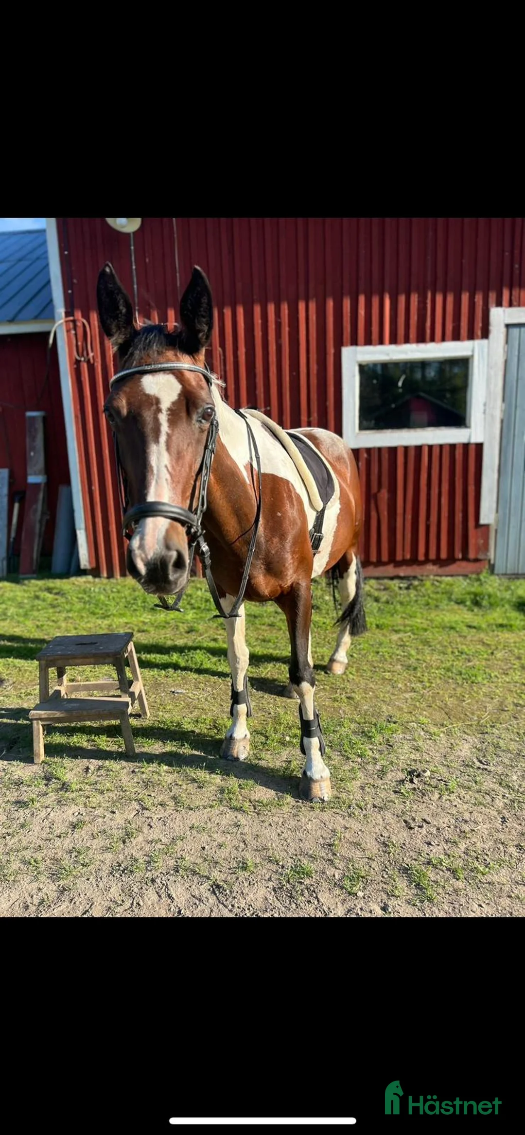 Sällskap hästar till salu: Sällskaps-/promenad-/projektponny - Annons 8