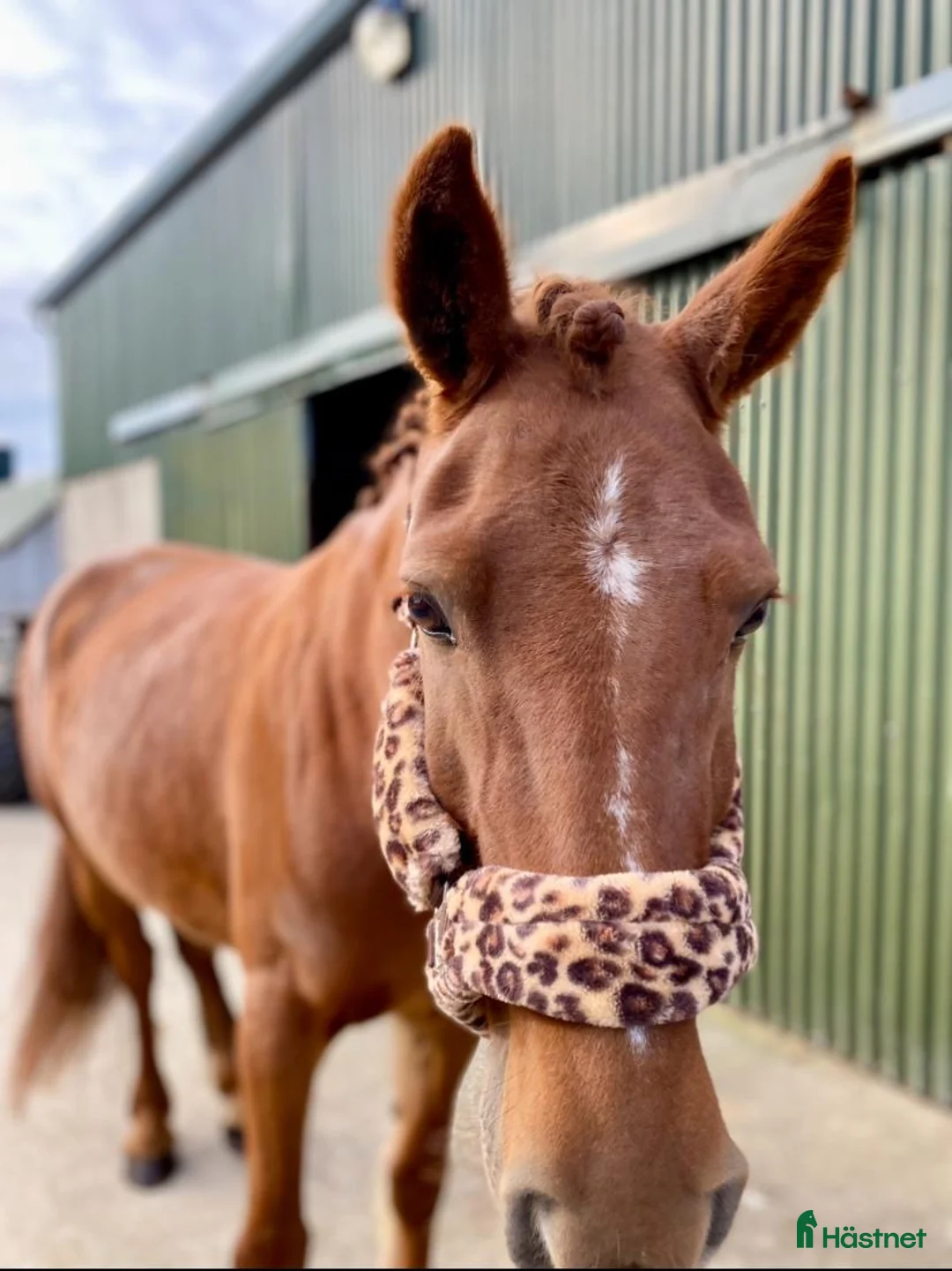 Allround hästar till salu: Allrounder horses i Ljungby - Annons 10