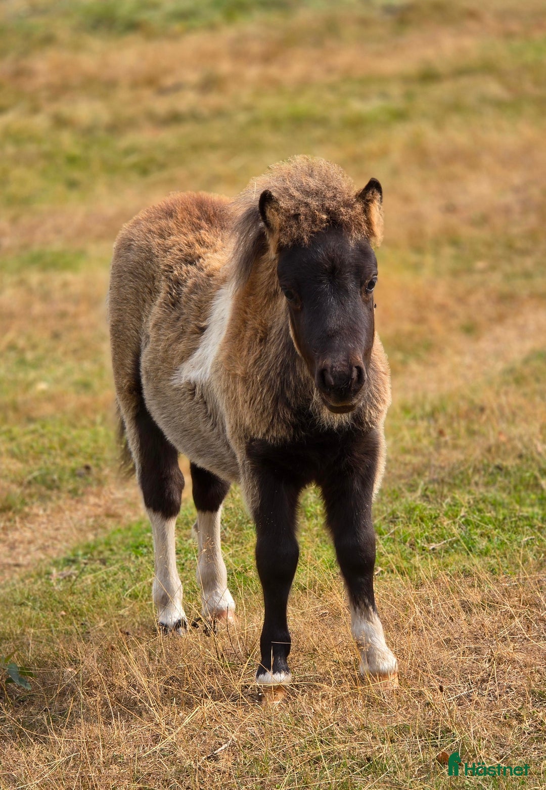 Allround hästar till salu: Bedårande minishetland i Hörby - Annons 1