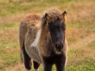 Allround hästar till salu: Bedårande minishetland i Hörby - Annons 1