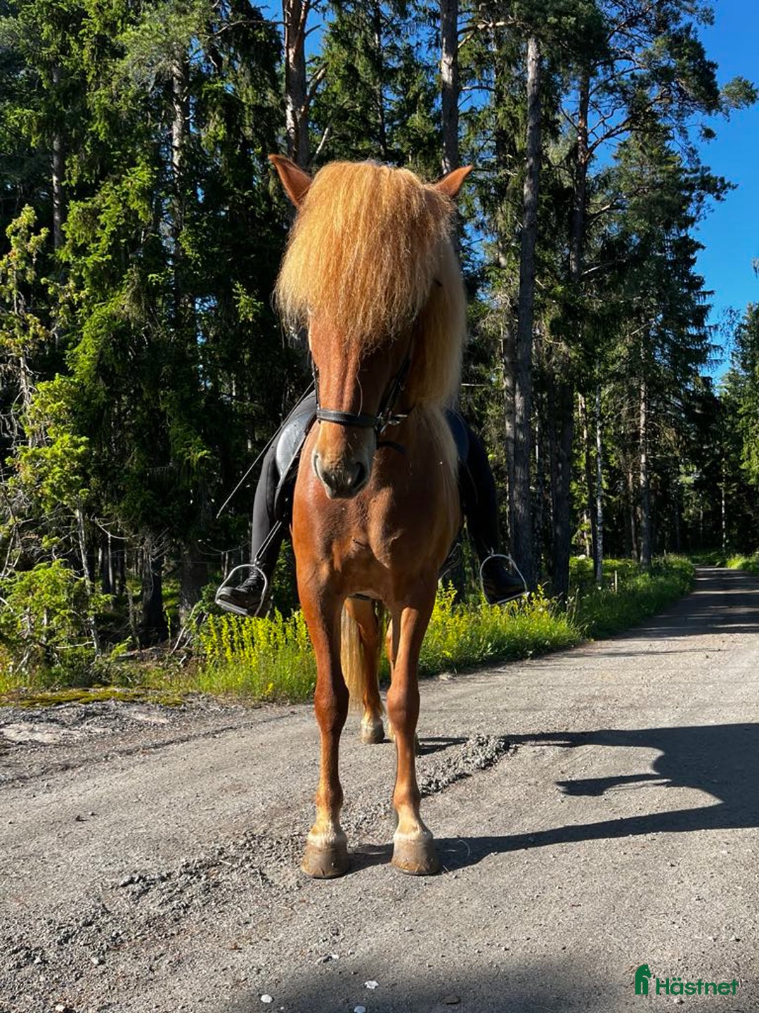 Island hästar till salu: Femgångs sto med utvecklingspotential i Gimo - Bild 1