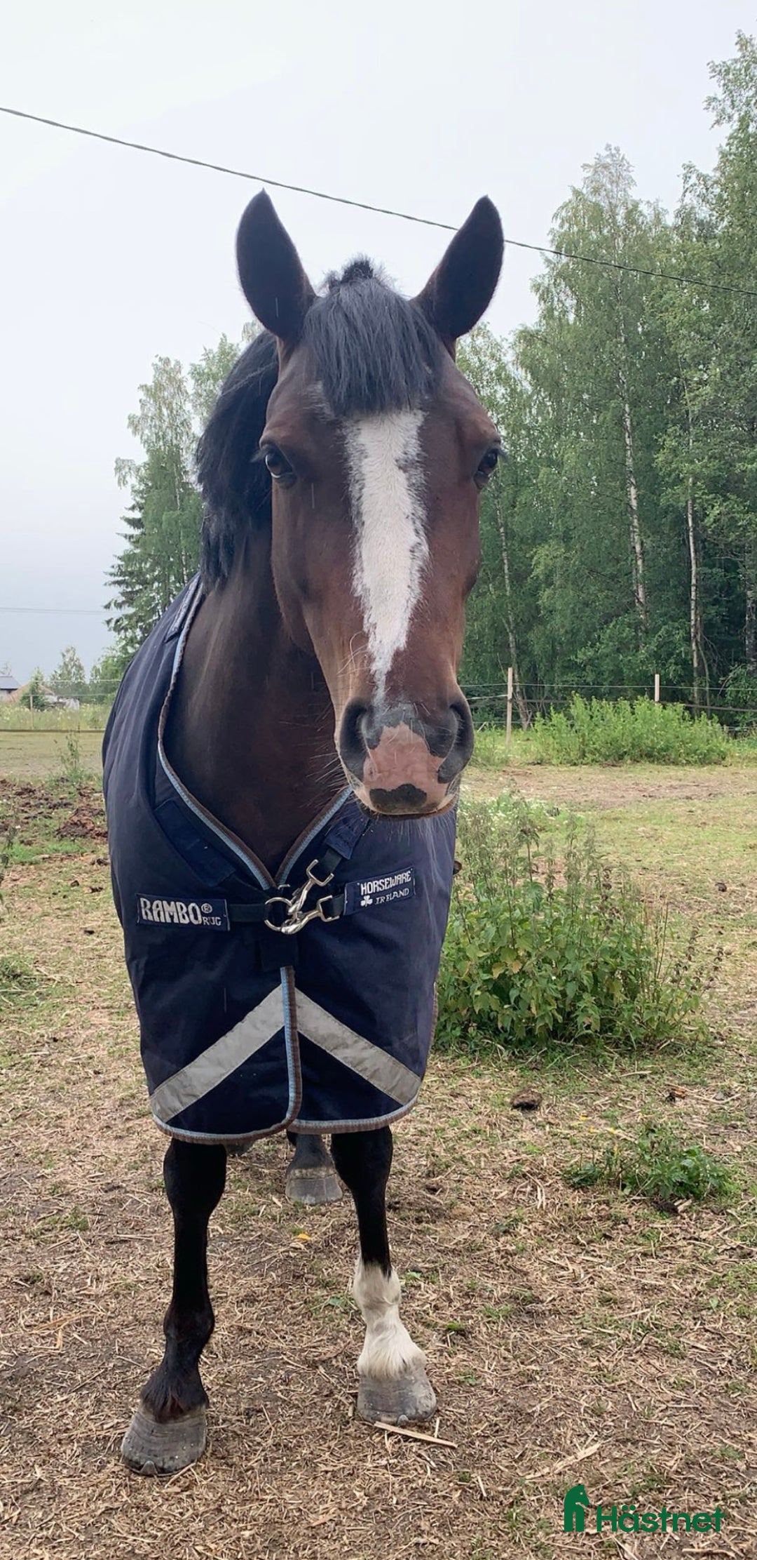 Allround hästar till salu: Super hoppstammat connemarasto i Närpes - Annons 3