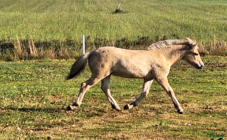  hästar Härlig kille, ev hingstämne! i Hörby - Annons 12