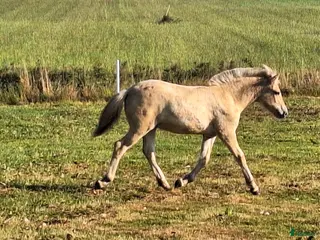 hästar Härlig kille, ev hingstämne! i Hörby - Annons 9