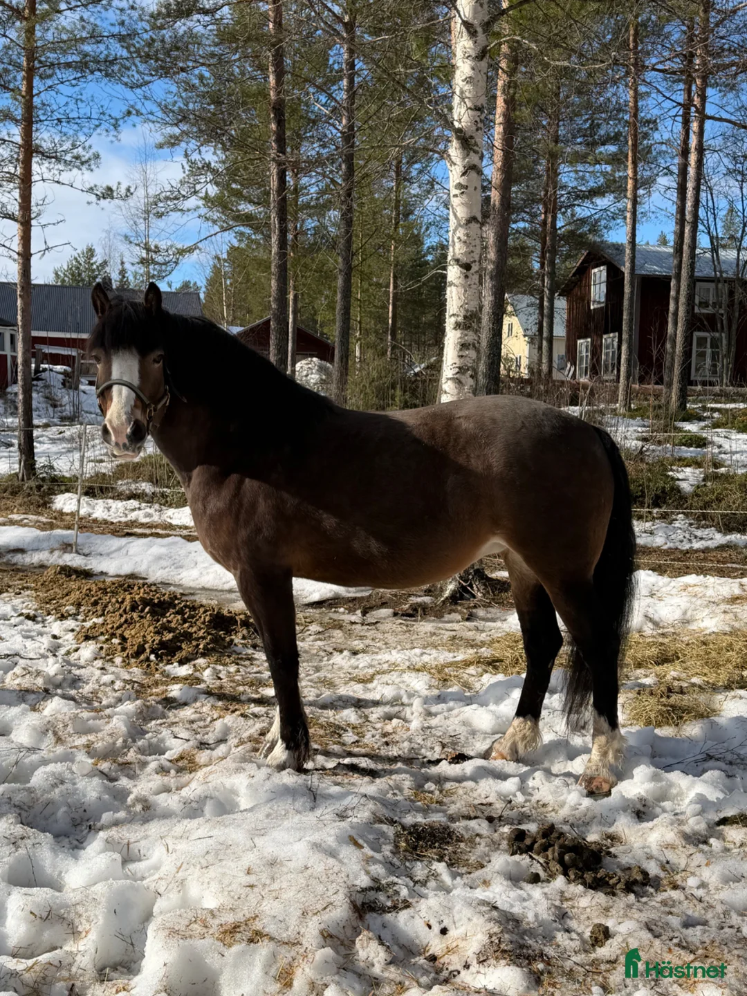 Allround hästar till salu: Märta Mia Kallblodtravar sto - Annons 1