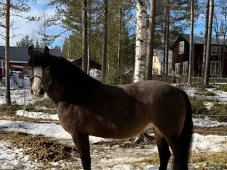 hästar Märta Mia Kallblodtravar sto - Annons 4