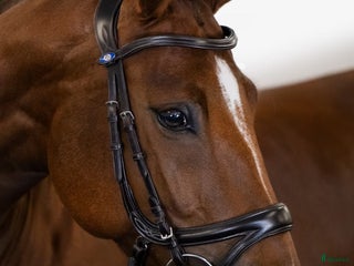 Träns hästutrustning till salu: Ps jump off i Väckelsång - Annons 7