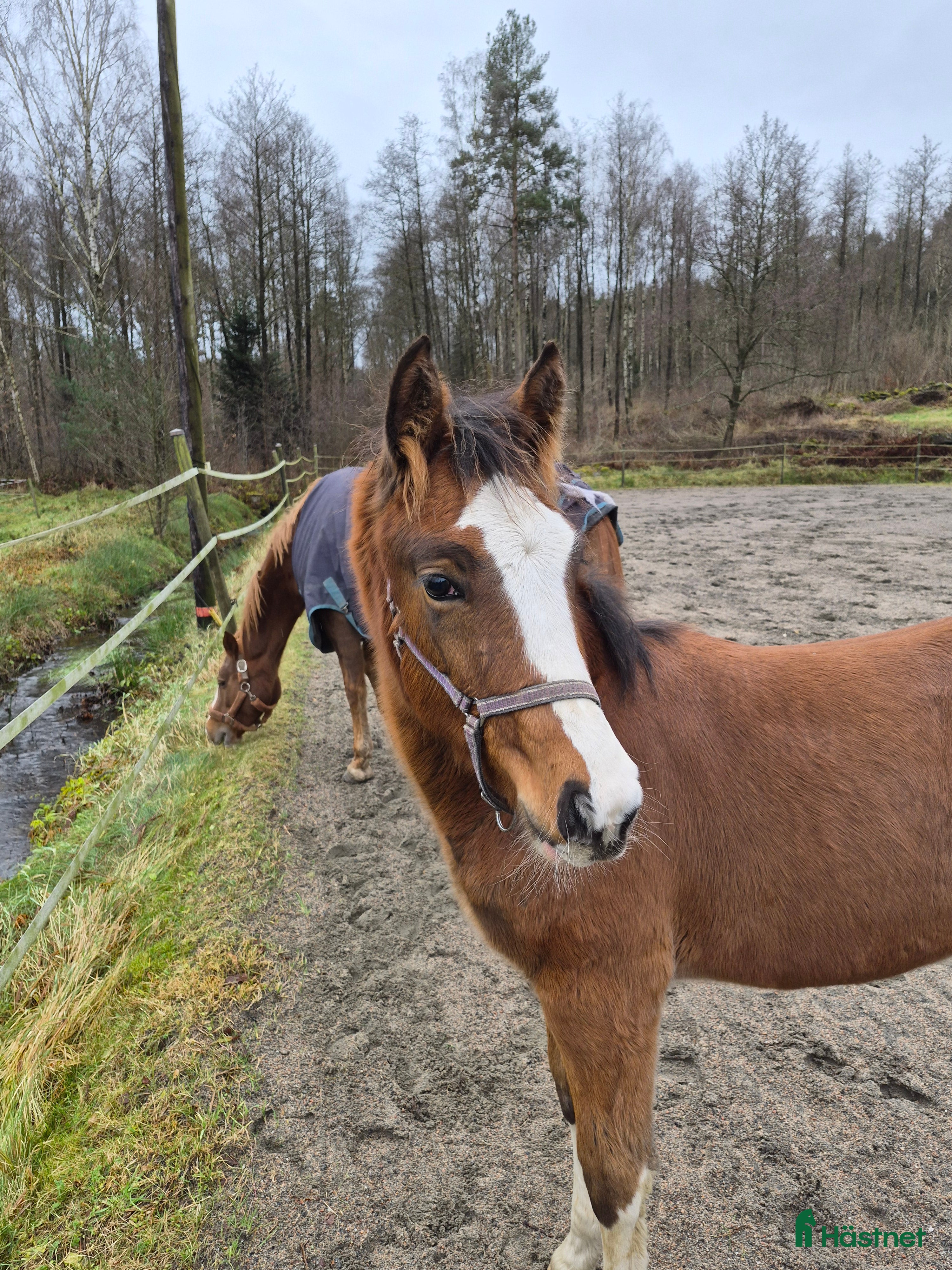  hästar Charmigt sto f.25 i Horred - Annons 5