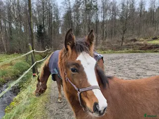 hästar Charmigt sto f.25 i Horred - Annons 16