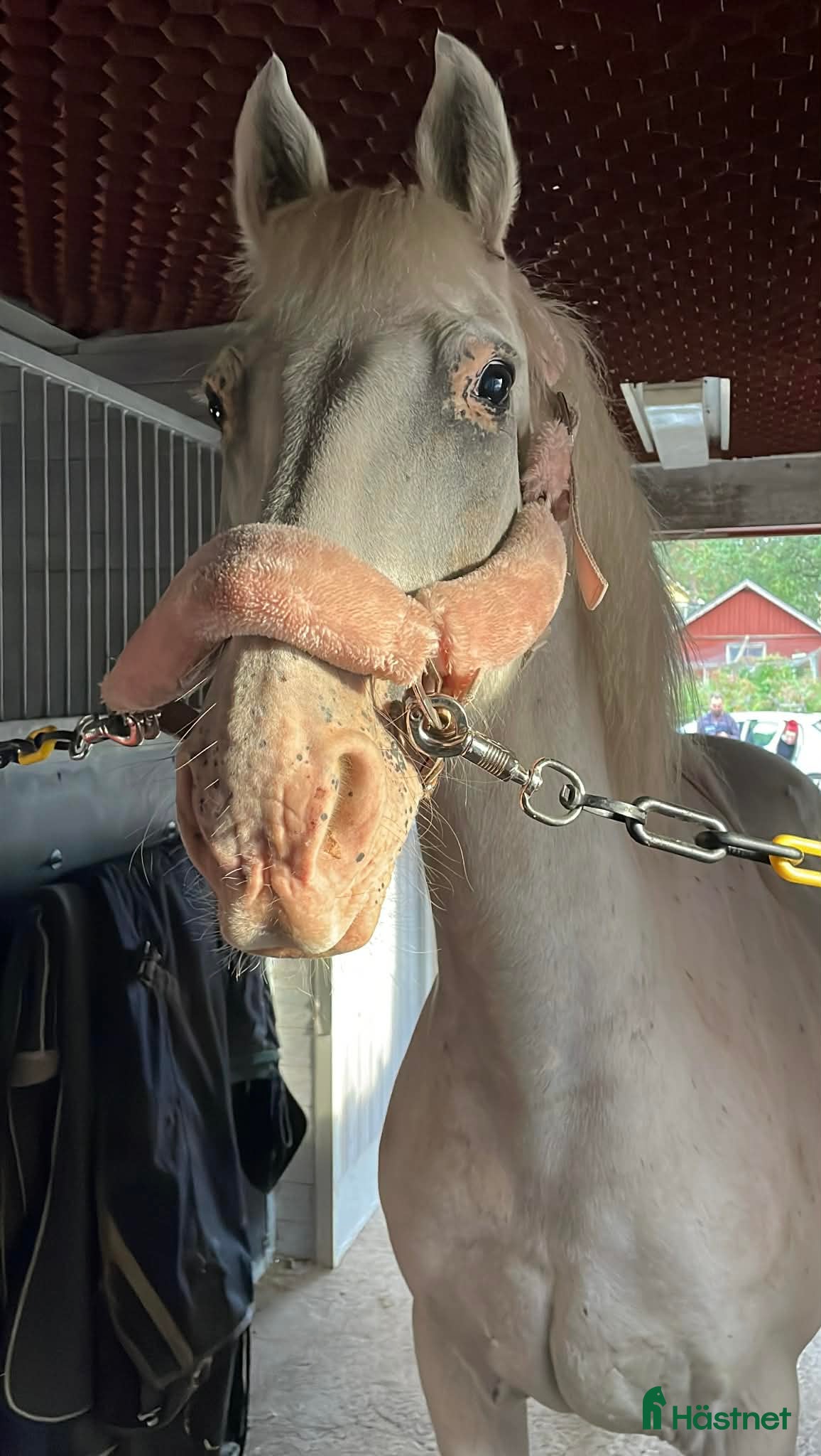  hästar En riktig krutgubbe 💥 - Annons 2