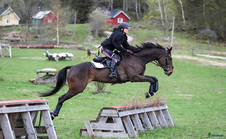  hästar i Markaryd - Annons 4