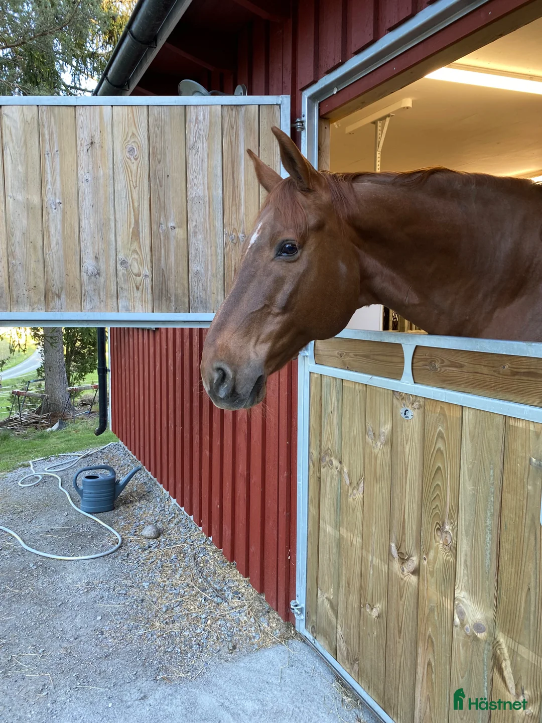 Allround hästar sökes: Ny kompis sökes - Annons 1