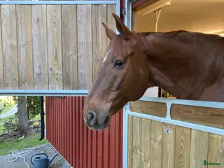 hästar Ny kompis sökes - Annons 13