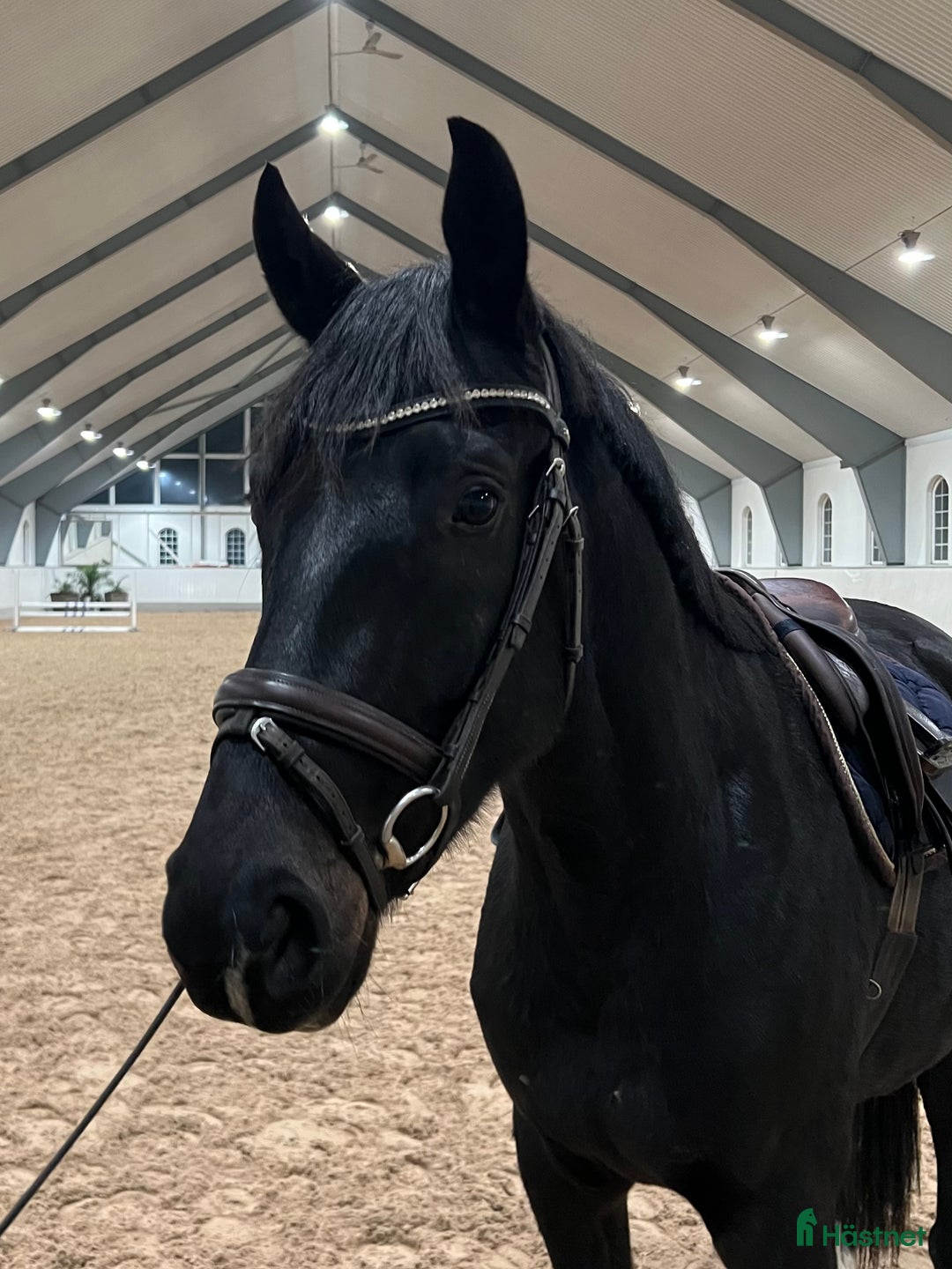 Dressyr hästar till salu: Välstammad unghäst - Annons 1