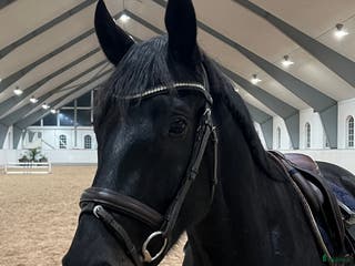 hästar Välstammad unghäst - Annons 19