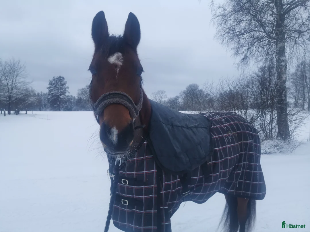 Övrigt hästar till salu: 8-årigt halvblodssto säljes - Annons 1