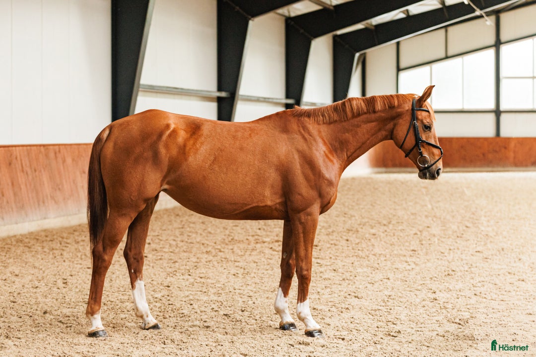 Allround hästar till salu: Stunning mare for showjumping/ dressage/hobby i Ekerö - Annons 4