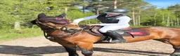 Allround hästar till salu: Fin hobbyhäst - Annons 2